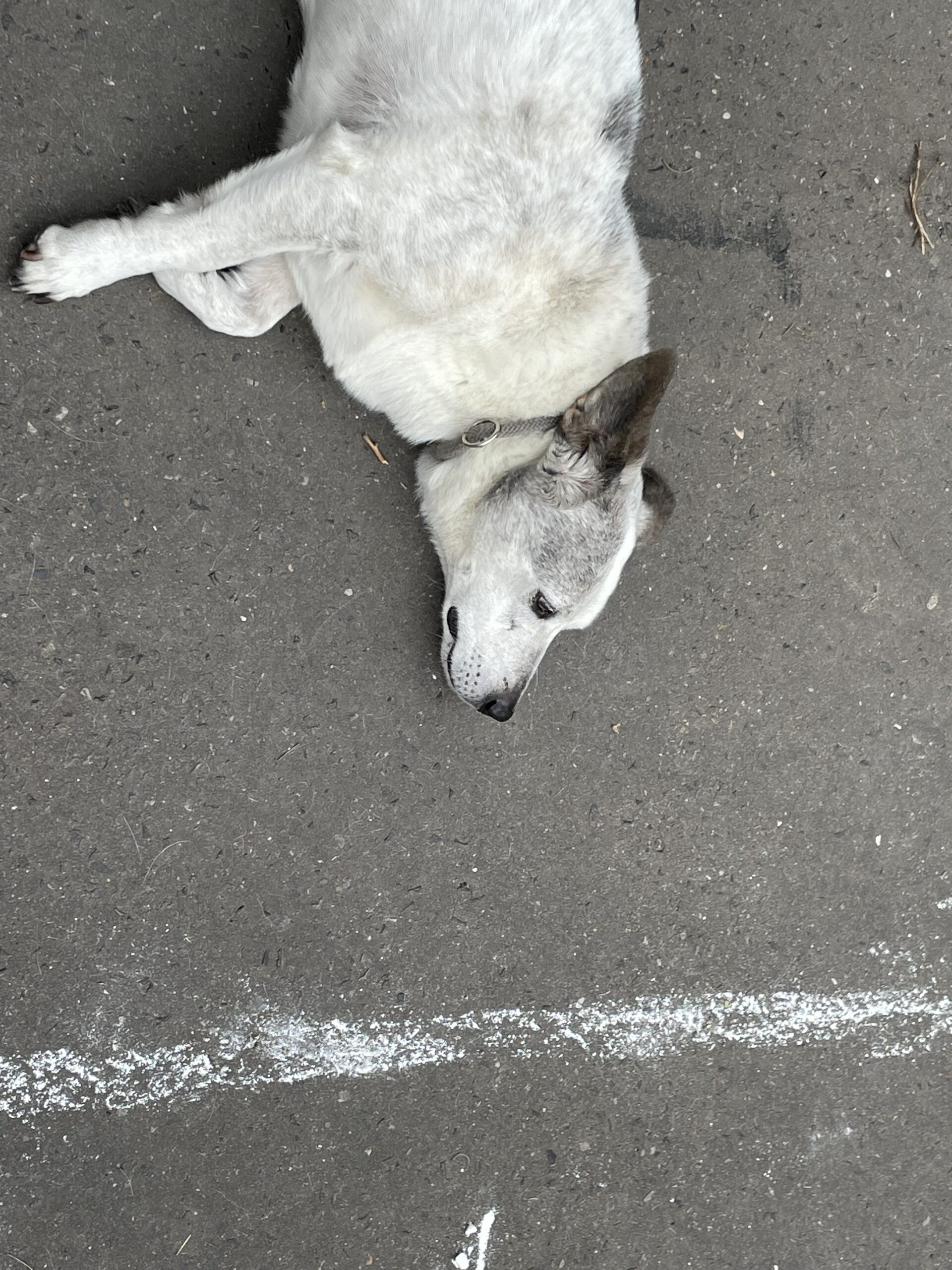 Maskottchen